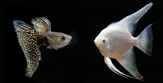 Can i keep guppy with angelfish?