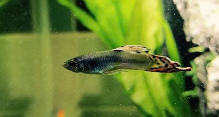 How do you cure swim bladder guppies?