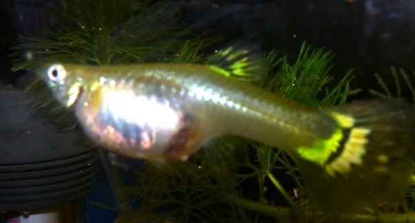 What Causes Stress In Guppies?
