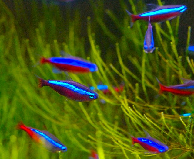Male And Female Ratio Of Guppies And Neon Tetras In A Same Tank