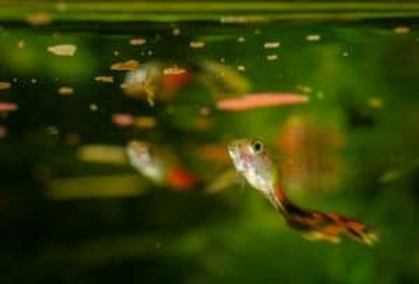 Feed Guppy Fish