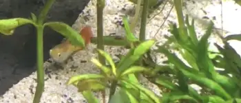 Guppies Sleep Bottom of Tank