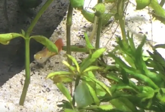 Guppies Sleep Bottom of Tank