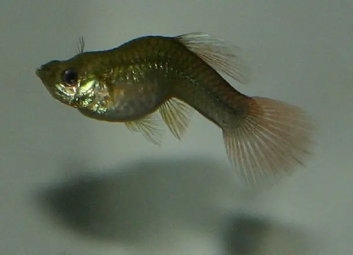 Guppy Bent Spine