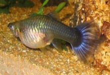 Preventing Guppy Constipation