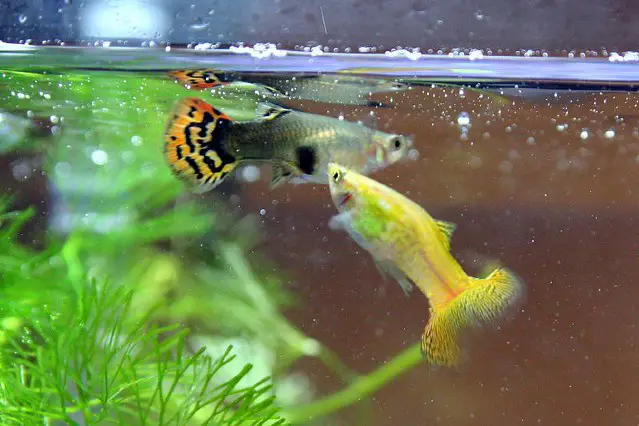 Can You Keep Guppies In Cool Water? | Helpusfish.com