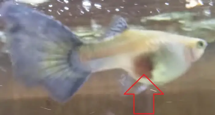 How can you tell if a guppy has a gravid spot?