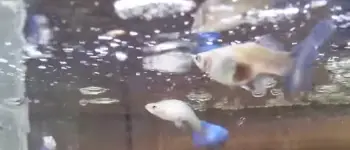 pregnant guppy guide