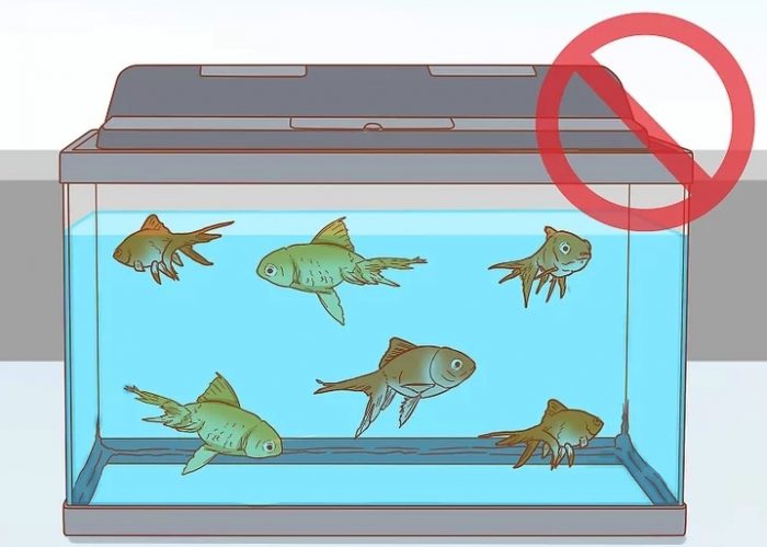 How To Treat Guppy Fin Rot