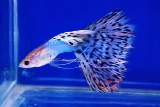 Albino Blue Topaz Guppy Care