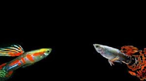 Can Endler Guppies Breed With Normal Guppies