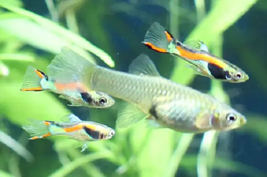 Can Endlers and Guppies Live Together
