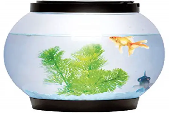 Can Guppy Fish Live in a Glass Bowl