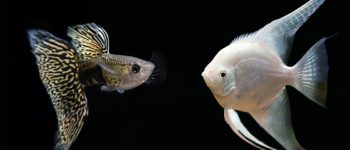 Guppies And Angelfish Together