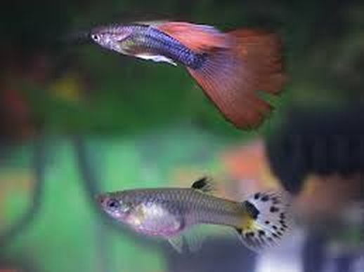 Guppy Fish Growth Stages