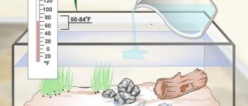 Do Guppies Need A Heater To Survive?