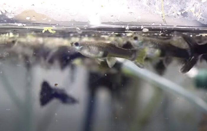 How Long Can Guppies Live Without Food