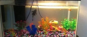 How Many Guppies in 10 Gallon Fish Tank