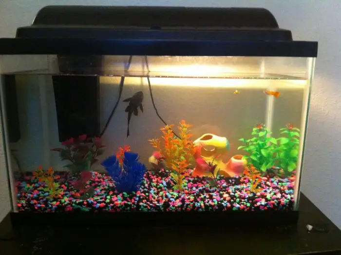 How Many Guppies in 10 Gallon Fish Tank