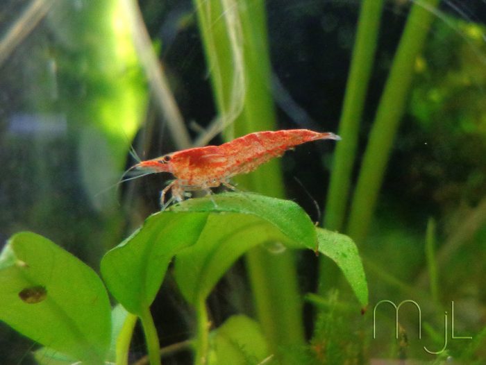 Can I Keep Cherry Shrimp With Guppies?