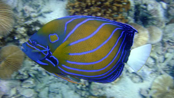 Can You Keep Guppies And Angelfish Together?