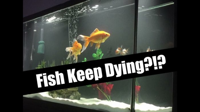 Why Do My Fish Keep Dying?
