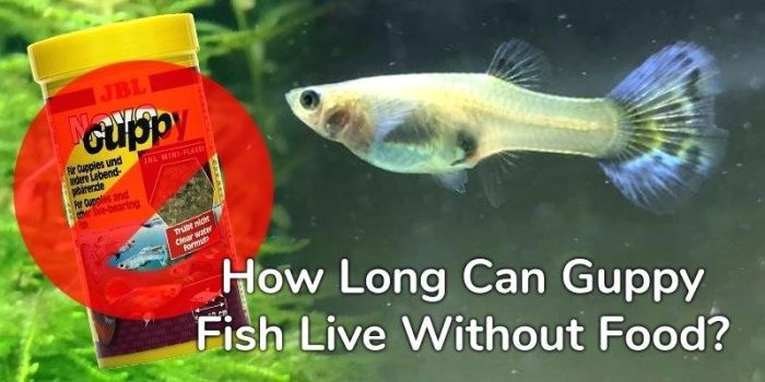 How Long Can Guppies Live Without Food?