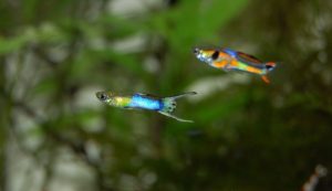 Can You Keep Guppies and Angelfish Together?
