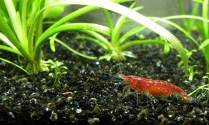 Can I keep cherry shrimp with guppies?