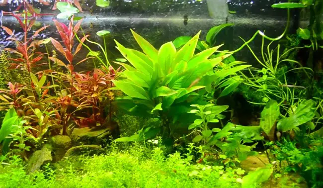 Aquarium Plants For Guppies