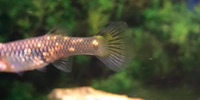 Can Guppies Get Clamped Fins From Stress