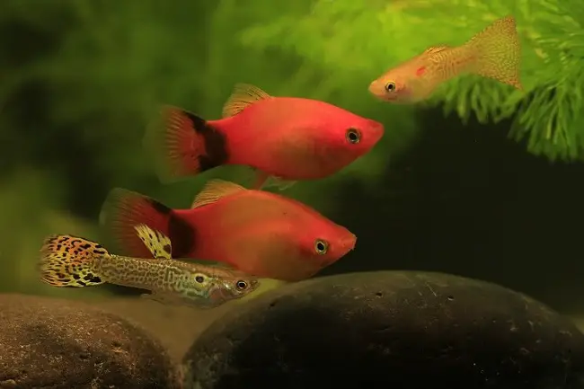 Can Guppies and Platies Crossbreed