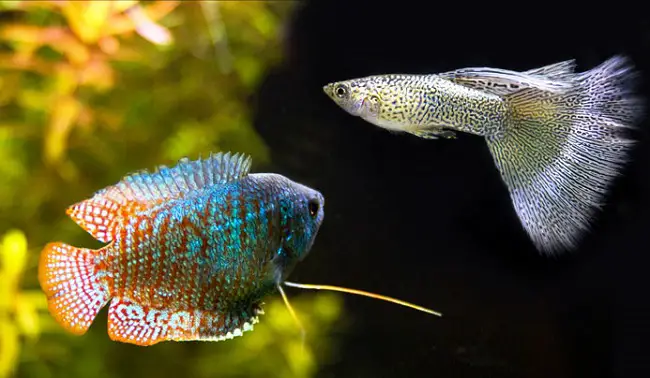 Do Dwarf Gouramis and Fancy Guppies Get Along