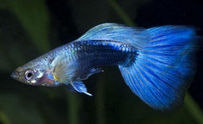 Electric Blue Guppy