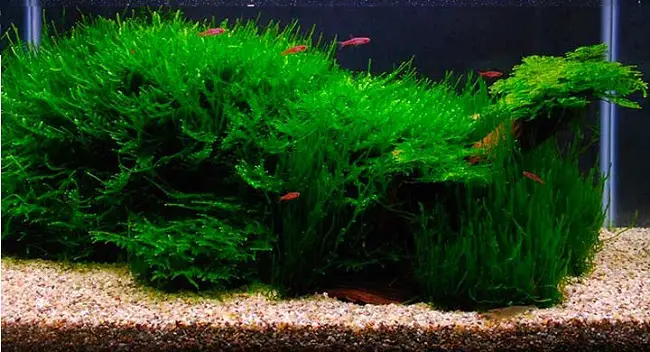 How Do You Grow Java Moss In Aquarium