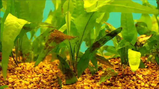 Is Algae Good For Guppies