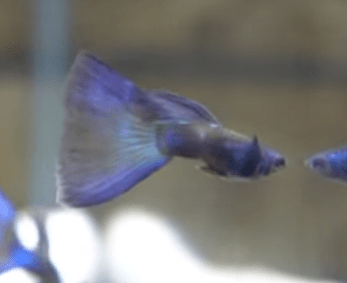 Purple Moscow Guppies