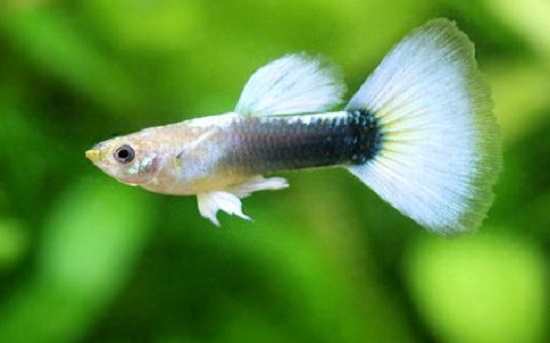 Tuxedo Guppy