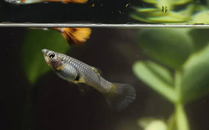 Why My Guppy Won't Stop Shaking