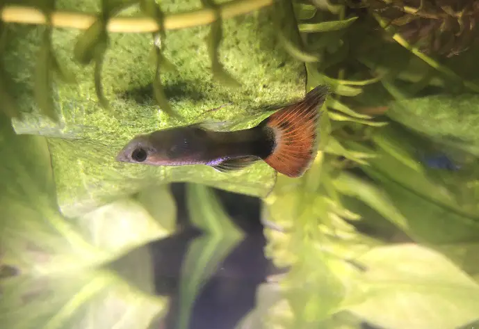 Why is My Guppy Swimming Upside Down
