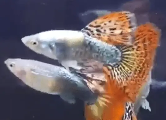 dragon guppies