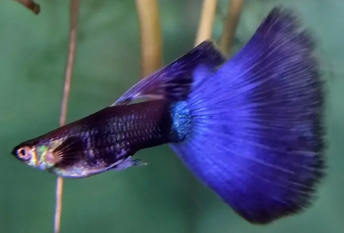 purple Moscow guppies