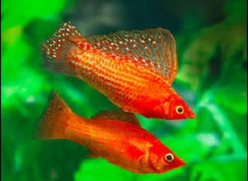 Can A Male Guppy And A Female Molly Have Babies Can A Male Guppy And A Female Molly Have Babies