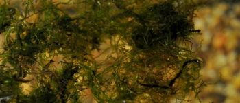Can Brown Java Moss Turn Green Again