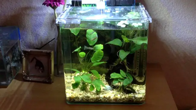 Can Guppy Fish Live Alone In A Small Fish Tank?