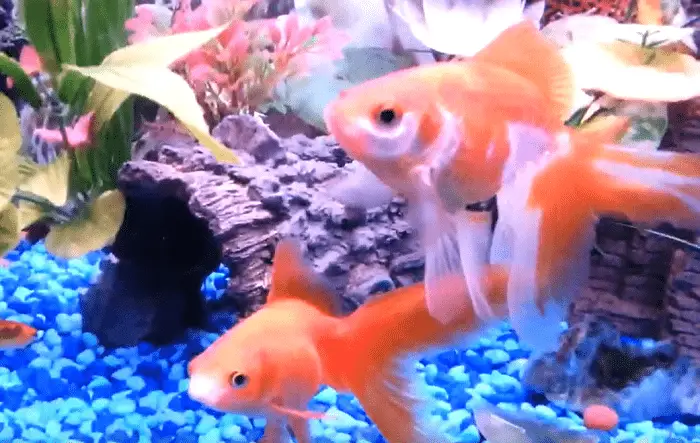 Can Snails Live With Goldfish In An Aquarium Tank?