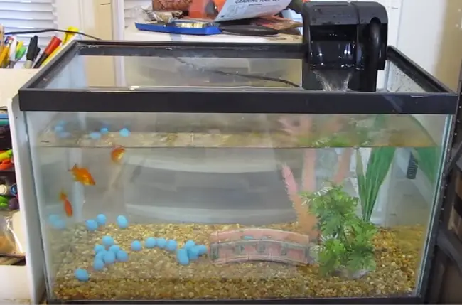 Do Goldfishes Need a Big Tank HelpUsFish Do Goldfishes Need a Big Tank HelpUsFish