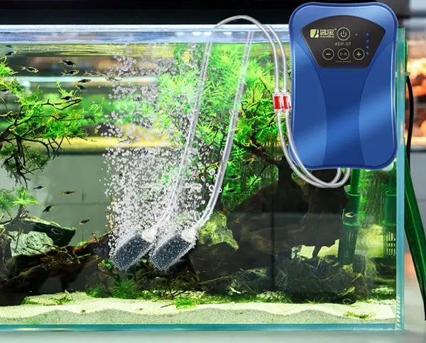 Do Guppies Need Oxygen From An Air Pump