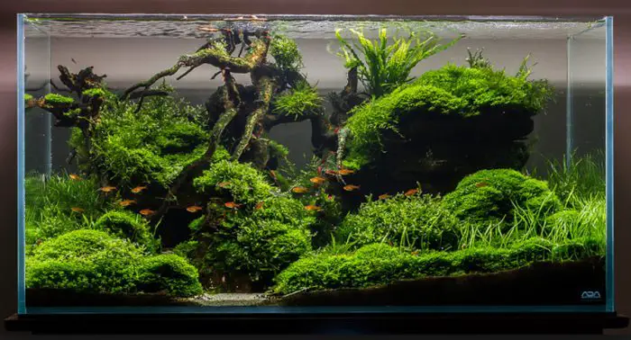 Does Aquarium Moss Need Sunlight To Grow? {Benefits and Grow Tips} - Does Aquarium Moss NeeD Sunlight To Grow 700x378