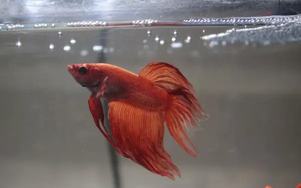 Feed My Frozen Bloodworms to my Betta